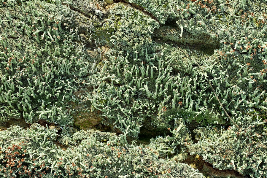 Stachybotrys Chartarum Mold Removal