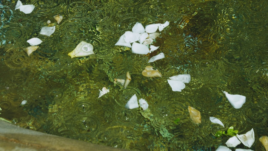 Stachybotrys Chartarum Mold Removal