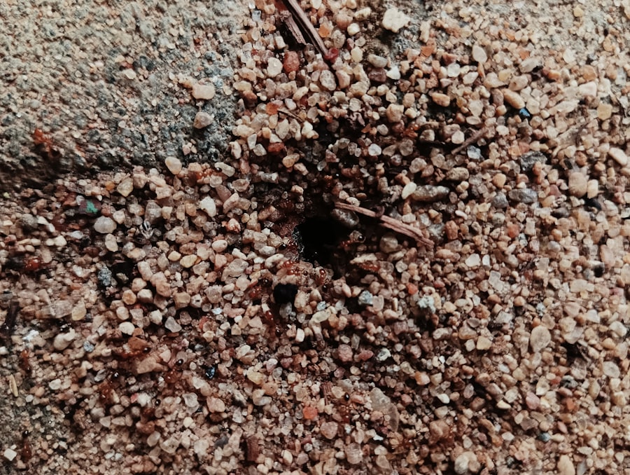 Photo Crawl Space Mold Removal