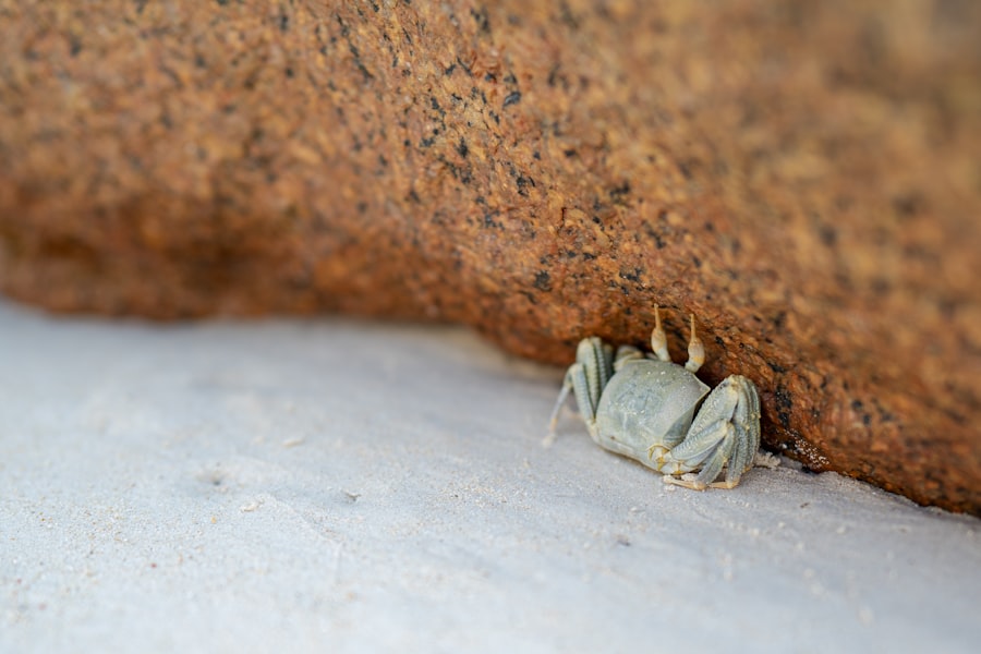 Photo Crawl Space Encapsulation