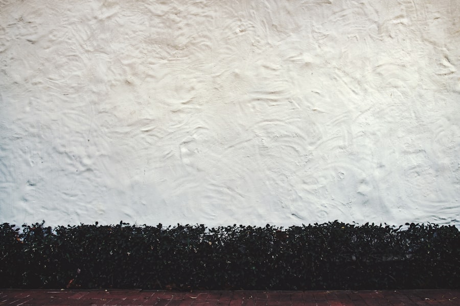 Photo Black Mold Removal
