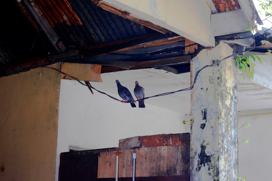 Photo Attic Mold Removal